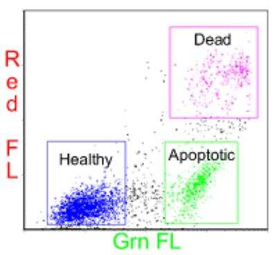 Flow Cytometry: Annexin V Apoptosis Kit [FITC] [NBP2-29373]